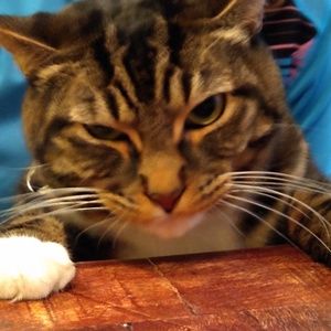 Meet your Posher, Frank